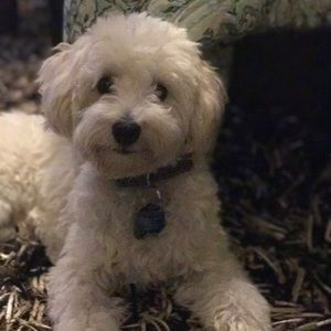 Meet your Posher, India